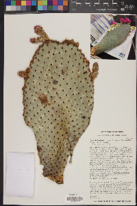 Opuntia basilaris image