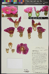 Opuntia basilaris image