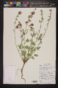 Sphaeralcea grossulariifolia image