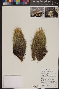 Menodora scabra image