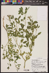 Polanisia dodecandra image