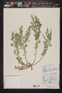 Chenopodium fremontii image