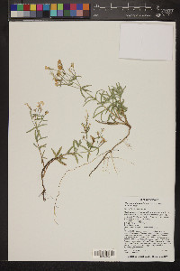 Phlox woodhousei image