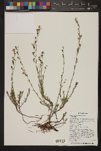 Penstemon linarioides image