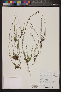 Hypericum moranense image