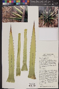 Agave mckelveyana image