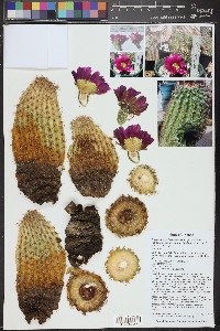Echinocereus bonkerae image