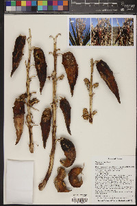 Yucca torreyi image