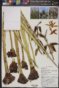 Yucca torreyi image