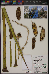 Yucca torreyi image