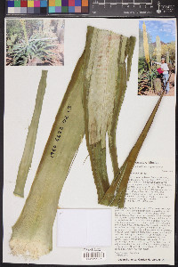 Agave vilmoriniana image