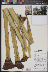 Yucca torreyi image