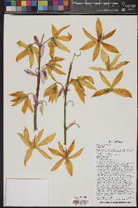 Yucca torreyi image