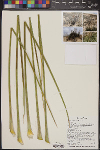 Yucca campestris image