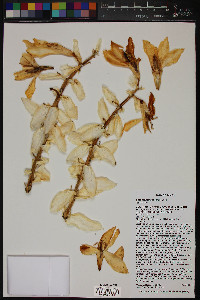 Yucca faxoniana image