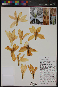 Yucca faxoniana image