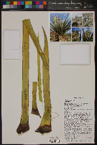 Yucca torreyi image