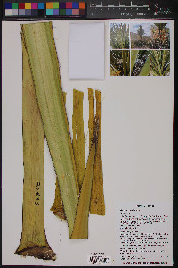 Yucca torreyi image