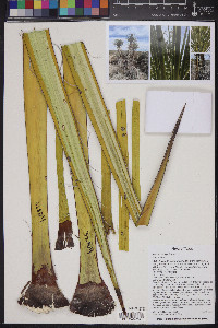 Yucca torreyi image