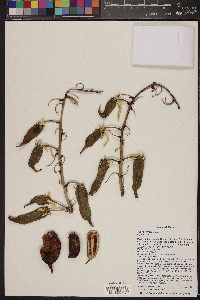 Yucca torreyi image