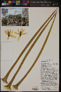 Yucca thompsoniana image