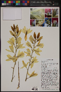 Yucca thompsoniana image