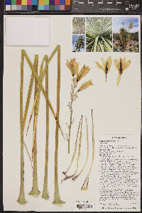 Yucca thompsoniana image