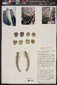 Cylindropuntia whipplei image