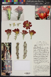 Cylindropuntia acanthocarpa image