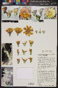 Cylindropuntia acanthocarpa image