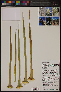 Yucca thompsoniana image