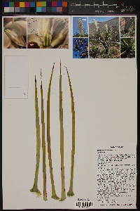 Yucca thompsoniana image