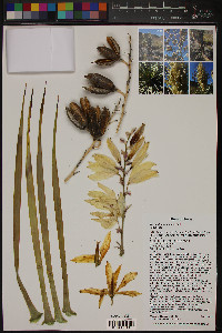 Yucca thompsoniana image