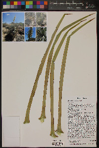 Yucca thompsoniana image