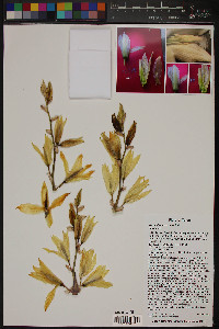 Yucca thompsoniana image