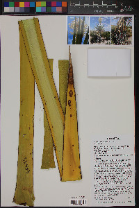 Yucca faxoniana image