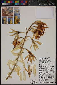 Yucca faxoniana image