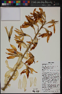 Yucca faxoniana image