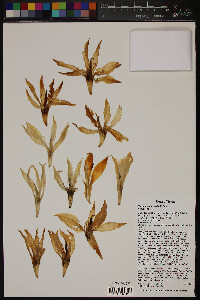 Yucca faxoniana image