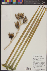 Yucca rostrata image