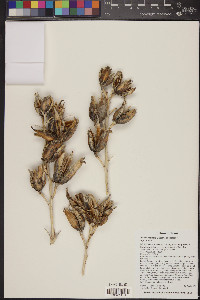 Yucca rostrata image