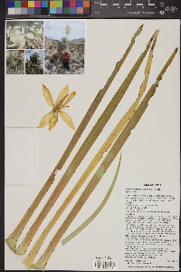 Yucca rostrata image