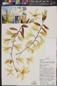 Yucca rostrata image