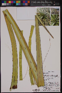 Yucca torreyi image