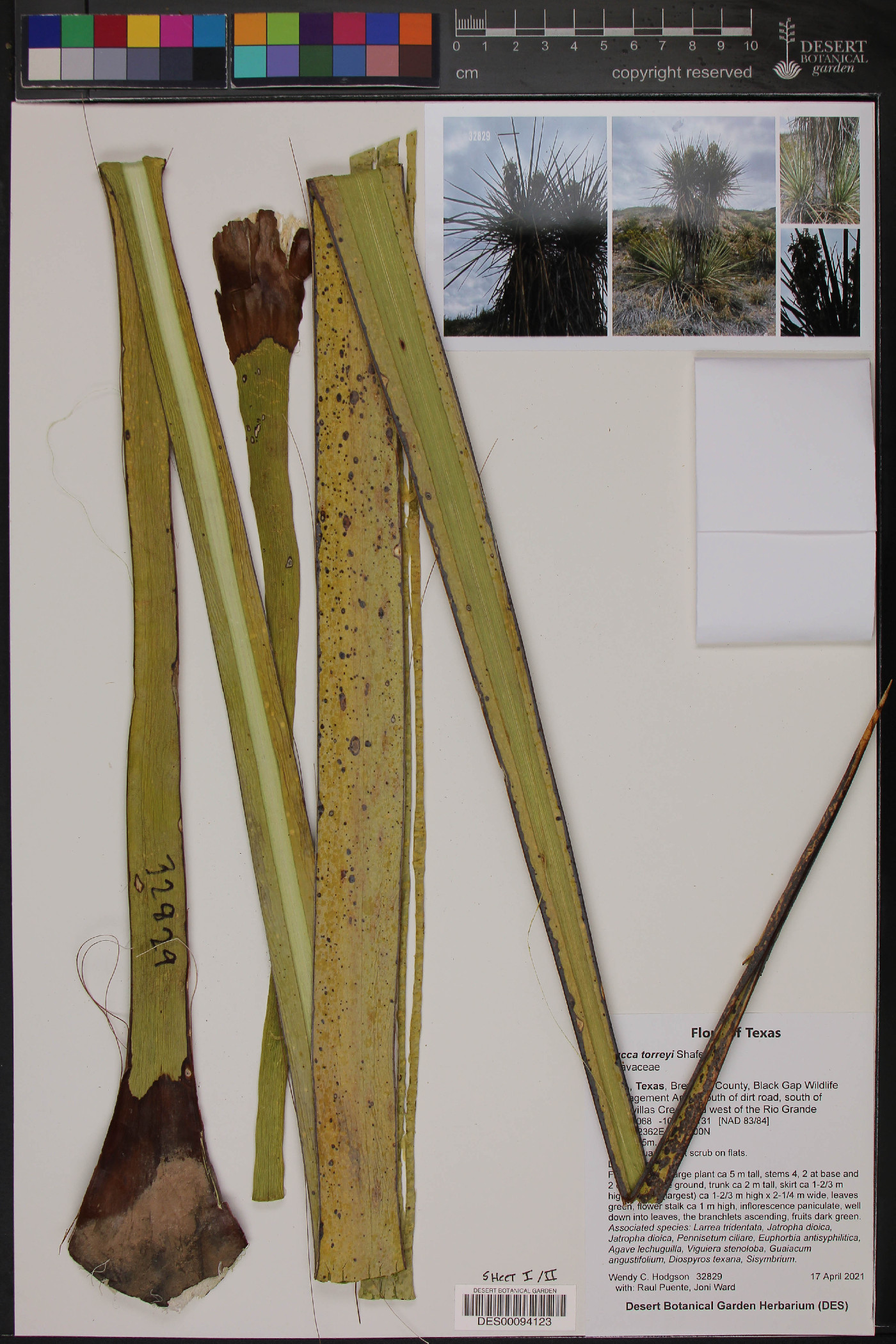 Yucca torreyi image