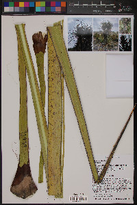 Yucca torreyi image