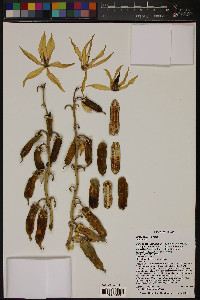 Yucca torreyi image