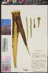 Furcraea foetida image