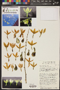 Furcraea foetida image