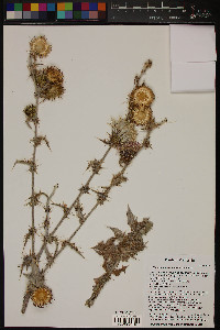 Cirsium mohavense image